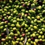 Olive della varietà coratina