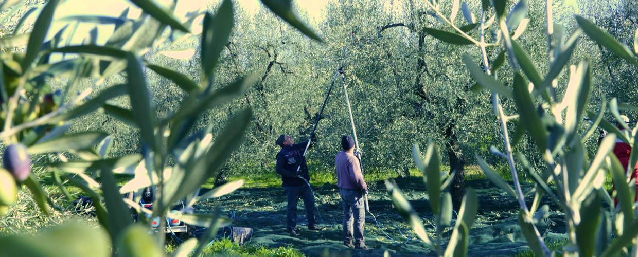 Raccolta delle olive