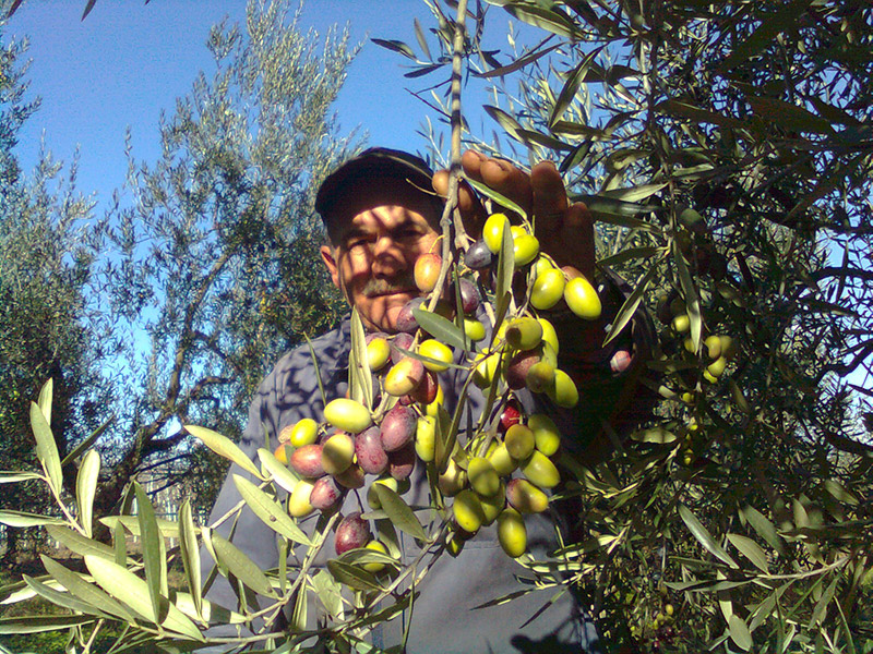 Grappolo d'olive su ramo
