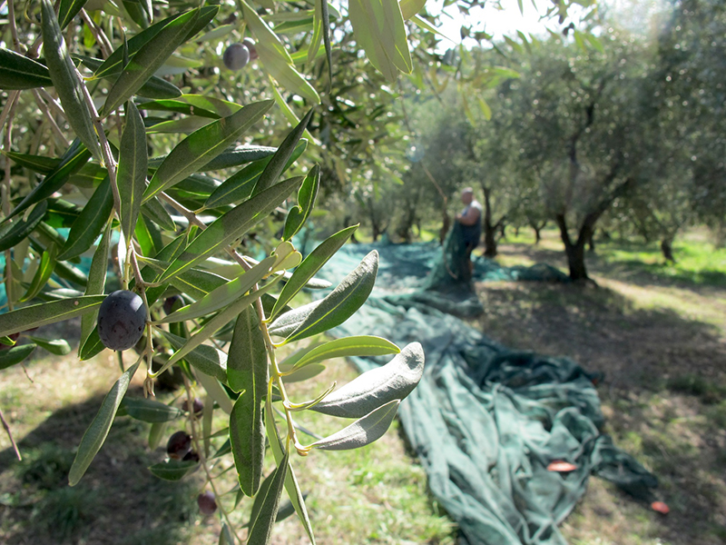 Ramo d'ulivo su sfondo di uliveti